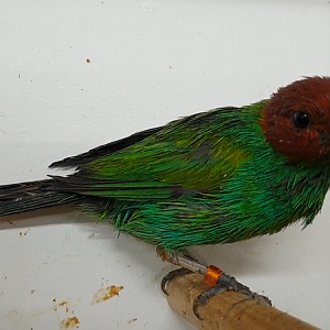 Bay-headed tanager - Tangara gyrola