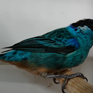 Golden-naped tanager - Tangara ruficervix