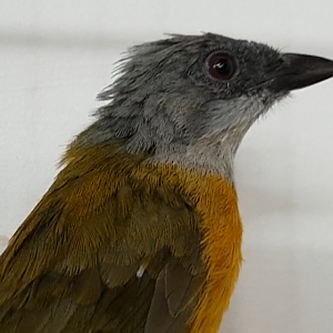 Grey-headed tanager - Eucometis penicillata