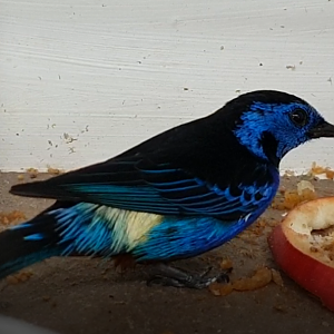 Opal-rumped tanager - Tangara velia
