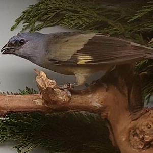 Yellow-winged tanager - Thraupis abbas
