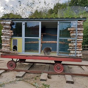 Shelter North American porcupine