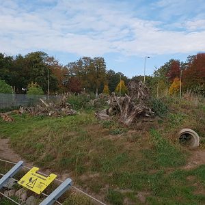 Spotted hyena-enclosure