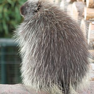 North American porcupine