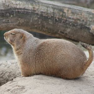 Black-tailed prairiedog