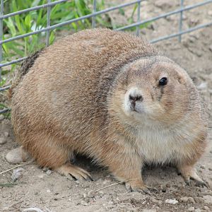 Black-tailed prairiedog