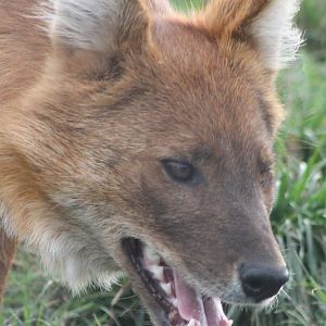 Dhole