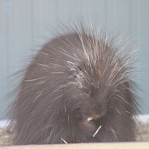 North American porcupine