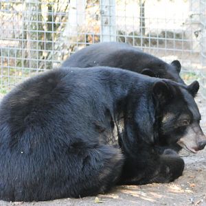 American black bears