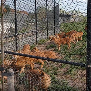Enclosure Dhole