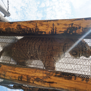 Oct. 2018 - Tiger Passage - Tiger Above