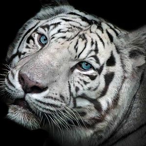 Sep. 2015 - Cincinnati Zoo - White Tiger (Akere)