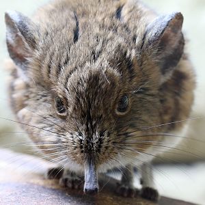 Short-eared Sengi / Elephant Shrew at Chester Zoo 27/10/18
