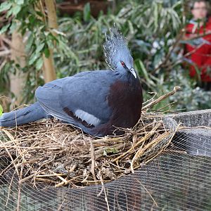 Victoria Crowned Pigeon on nest at Chester Zoo 27/10/18