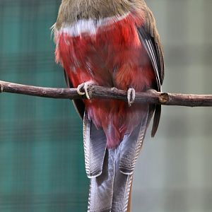 Collared Trogan (female) at Chester Zoo 28/10/18