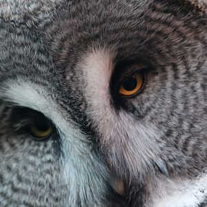 Great Grey Owl at Chester Zoo 27/10/18