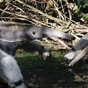 Two Giant Anteaters at Chester Zoo 28/10/18