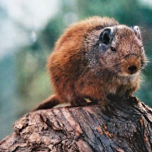 Dassie Rat at Tierpark Berlin, 06/06/2003