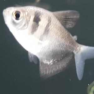 Gymnocorymbus ternetzi