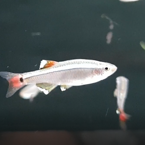 Tanichthys albonubes