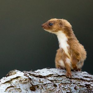 Least weasel : British Wildlife Centre : 05 Oct 2018