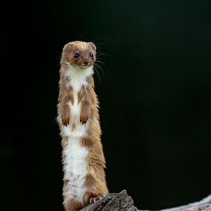 Least weasel : British Wildlife Centre : 05 Oct 2018