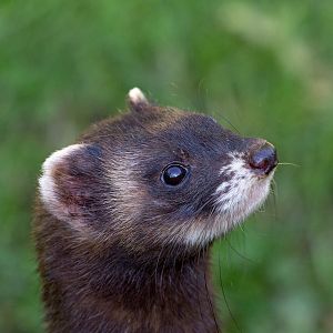 European polecat : British Wildlife Centre : 05 Oct 2018