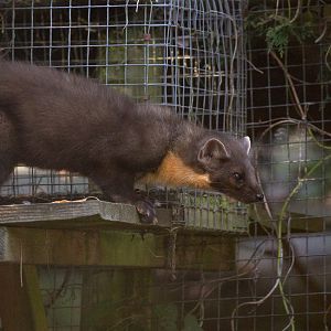 European pine marten : British Wildlife Centre : 05 Oct 2018