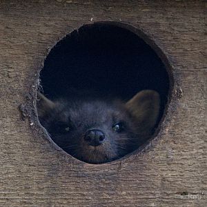 European pine marten : British Wildlife Centre : 05 Oct 2018