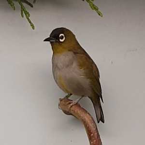 Black-capped white-eye