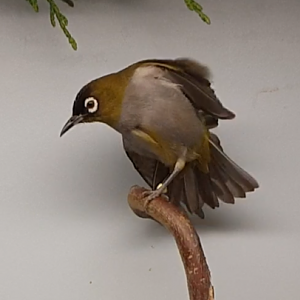 Black-capped white-eye