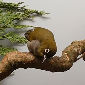 Black-capped white-eye