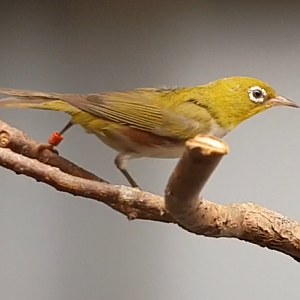 Chestnut-flanked white-eye