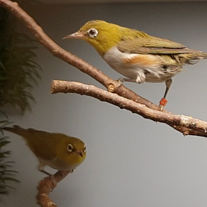 Chestnut-flanked white-eyes