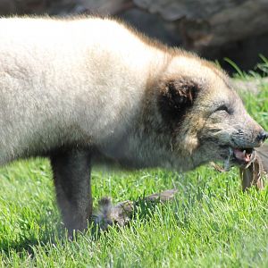 Eating Arctic fox