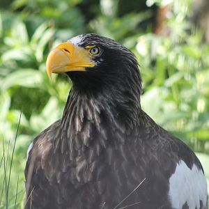 Steller's sea-eagle