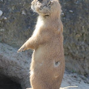 Black-tailed prairie-dog