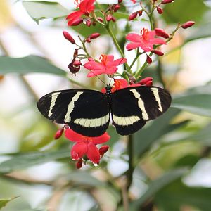 Heliconius species