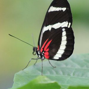 Heliconius species
