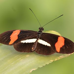 Heliconius erato