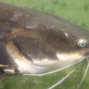 Giant red-tailed catfish