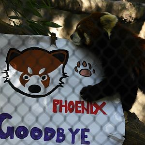 Red Panda Goodbye Party 10/13/18
