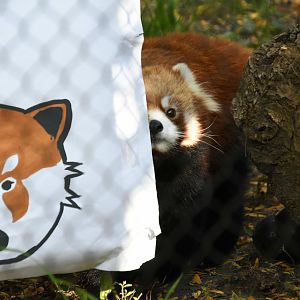 Red Panda Goodbye Party 10/13/18