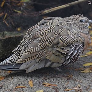 Pin-tailed Sandgrouse (Pterocles alchata), October 2018