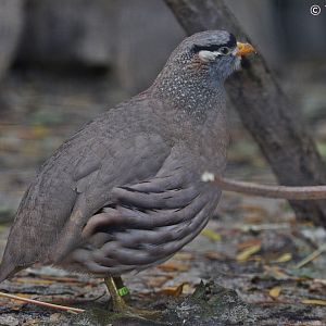 See-see Partridge (Ammoperdix griseogularis), male; October 2018