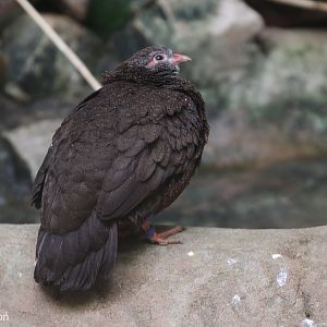 Stone Partridge (Ptilopachus petrosus), October 2018