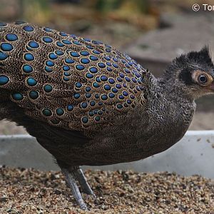 Malay Peacock-pheasant (Polyplectron malacense), male, October 2018