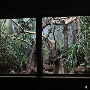 Aviary for Yellow-breasted Fruit-dove,  Cinnamon Ground-doves and Collared Hill Partridges; October 2018