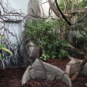 Aviary for Malayan Great Argus and Black-naped Fruit-doves; October 2018