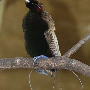 Golden-winged Magnificent Bird-of-paradise (Cicinnurus magnificus chrysopterus), male, October 2018